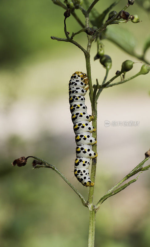 水Betony Moth (Cucullia scrophulariae)毛虫